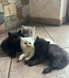Gatti persiani