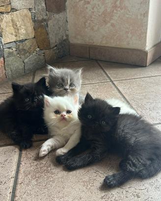 Gatti persiani
