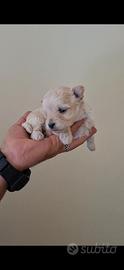 Cuccioli di maltipoo mini toy