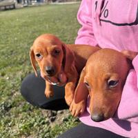 Cuccioli di bassotto tedesco nano