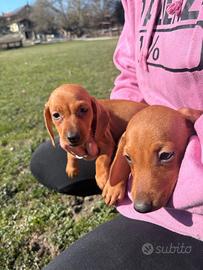 Cuccioli di bassotto tedesco nano