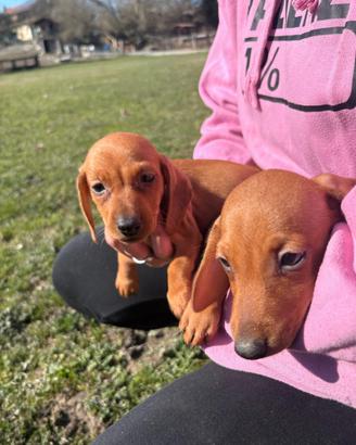 Cuccioli di bassotto tedesco nano