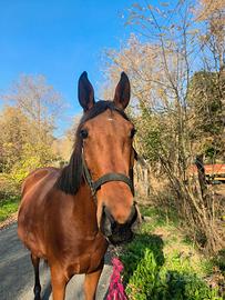 Cavalli