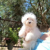 Maltese