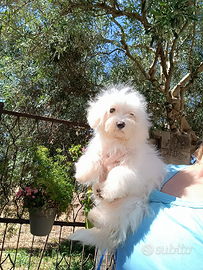 Maltese