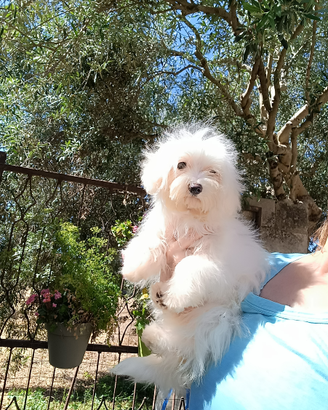Maltese