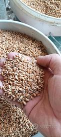 Grano tenero