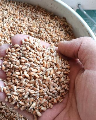 Grano tenero
