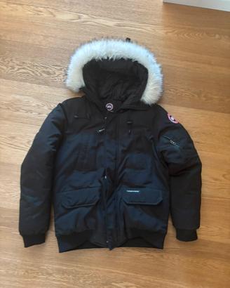 Canada goose