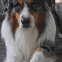 Pastore Australiano per monta