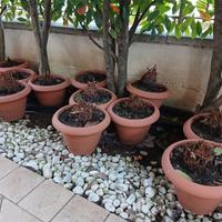 Cycas revoluta italiane 