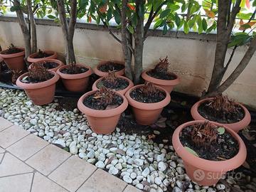 Cycas revoluta italiane 