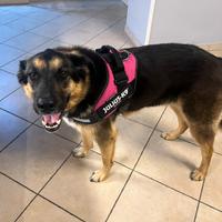 Pettorina cane Julius k9
