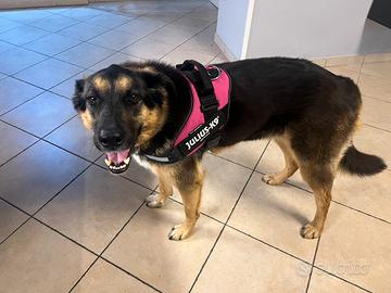 Pettorina cane Julius k9