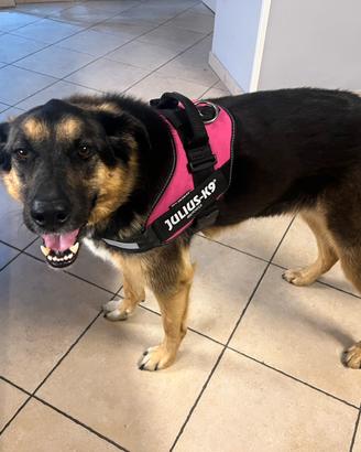 Pettorina cane Julius k9