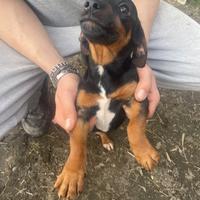 Cuccioli cani