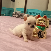 Chihuahua bianco gemma