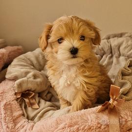 Cucciole di Maltipoo
