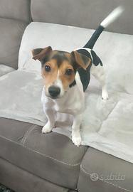 Jack russell terrier