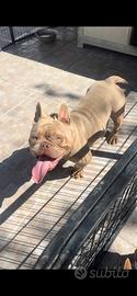 American bully femmina