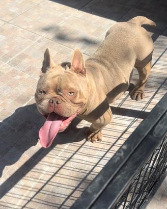 American bully femmina