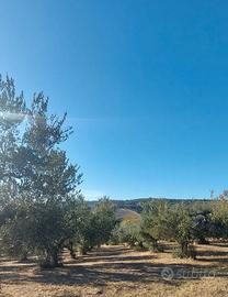 terreno