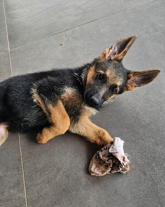 Cuccioli Pastore tedesco originali