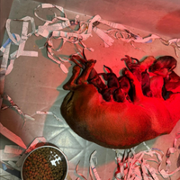 Bassotti kaninchen maschio e femmina