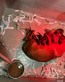 Bassotti kaninchen maschio e femmina