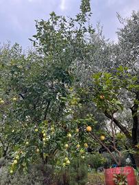 Piante limoni