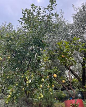Piante limoni