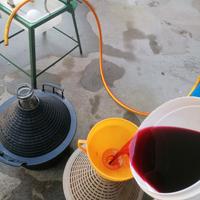 VINO CLINTO E UVA FRAGOLA