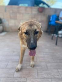 Tonino cucciolo 8 mesi