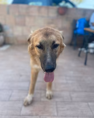 Tonino cucciolo 8 mesi