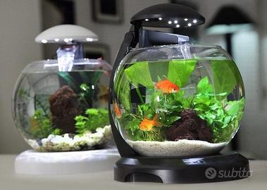 Ampolla con luce allestita e pesci rossi 