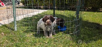 Lagotto romagnolo