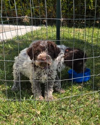 Lagotto romagnolo