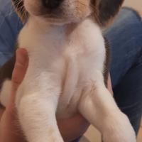 Cucciolo beagle elizabeth