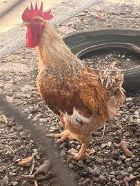 Gallo