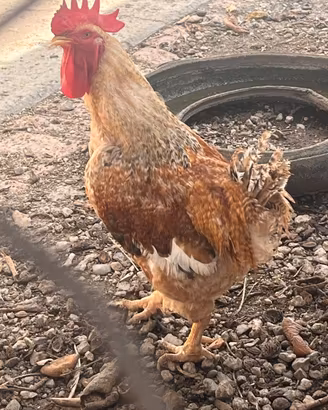 Gallo