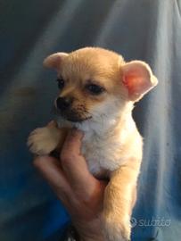 Cucciolo di chihuahua pelo corto