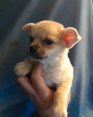 Cucciolo di chihuahua pelo corto