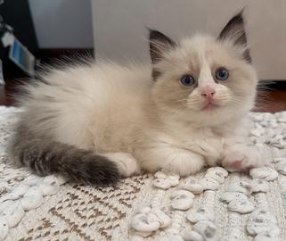 Cuccioli ragdoll con pedigree - Udine