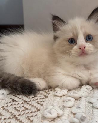 Cuccioli ragdoll con pedigree - Udine