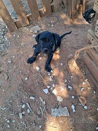 Cuccioli di cane corso