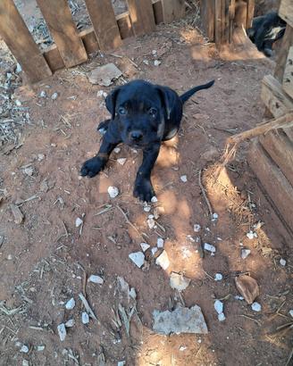 Cuccioli di cane corso