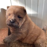 Cuccioli Chow Chow