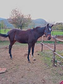 Puledra quorter psi tre anni e mezzo