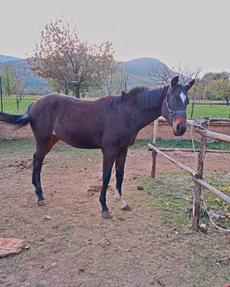 Puledra quorter psi tre anni e mezzo