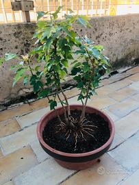 Bonsai